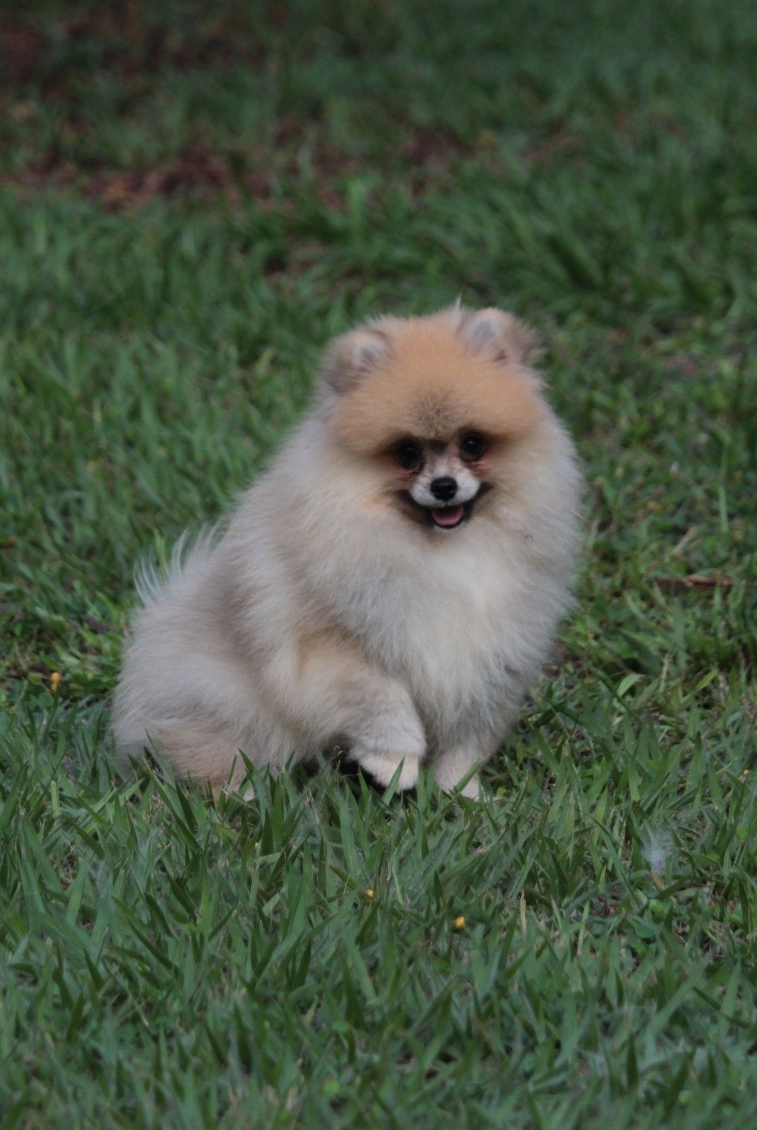 Filhote de Spitz Alemão (Lulu da Pomerânia)