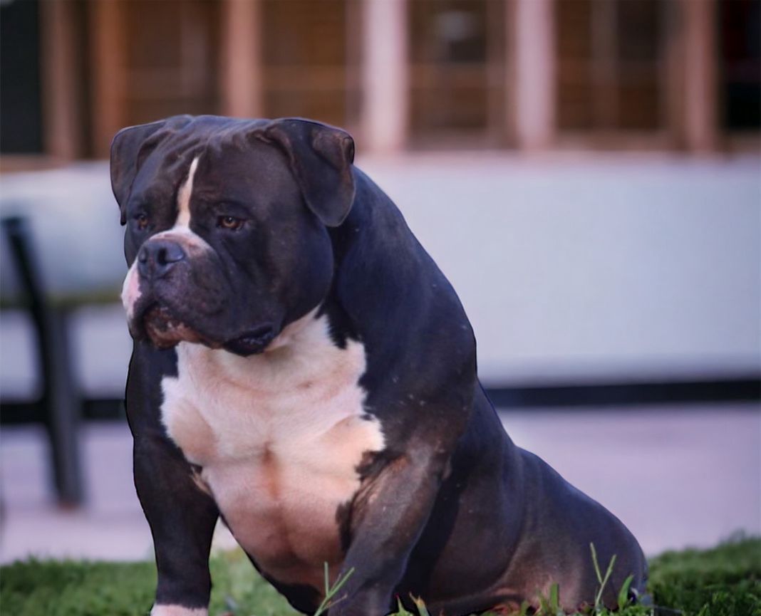 Filhote American Bully do Canil Casa D'Ouro