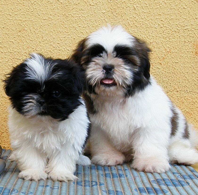 Filhotes de Shih-Tzu do Canil Casa D'Ouro